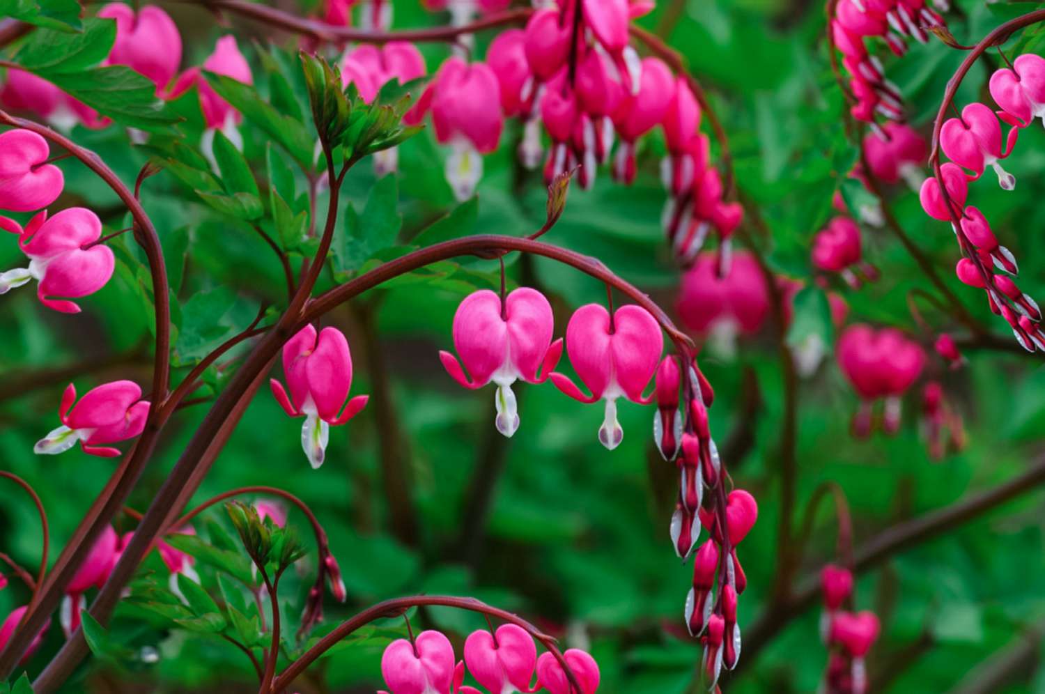 Asian bleeding-heart