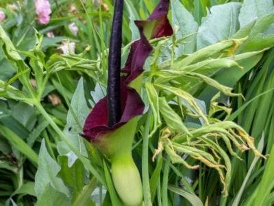 Dragon Arum